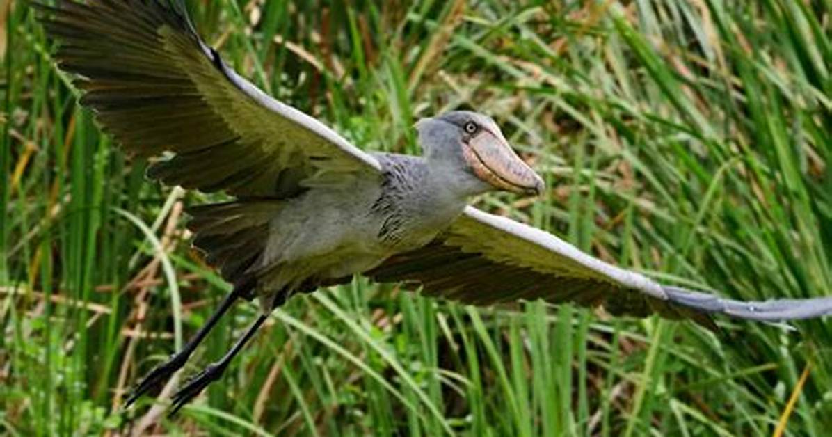 Can Shoebill Storks Fly?