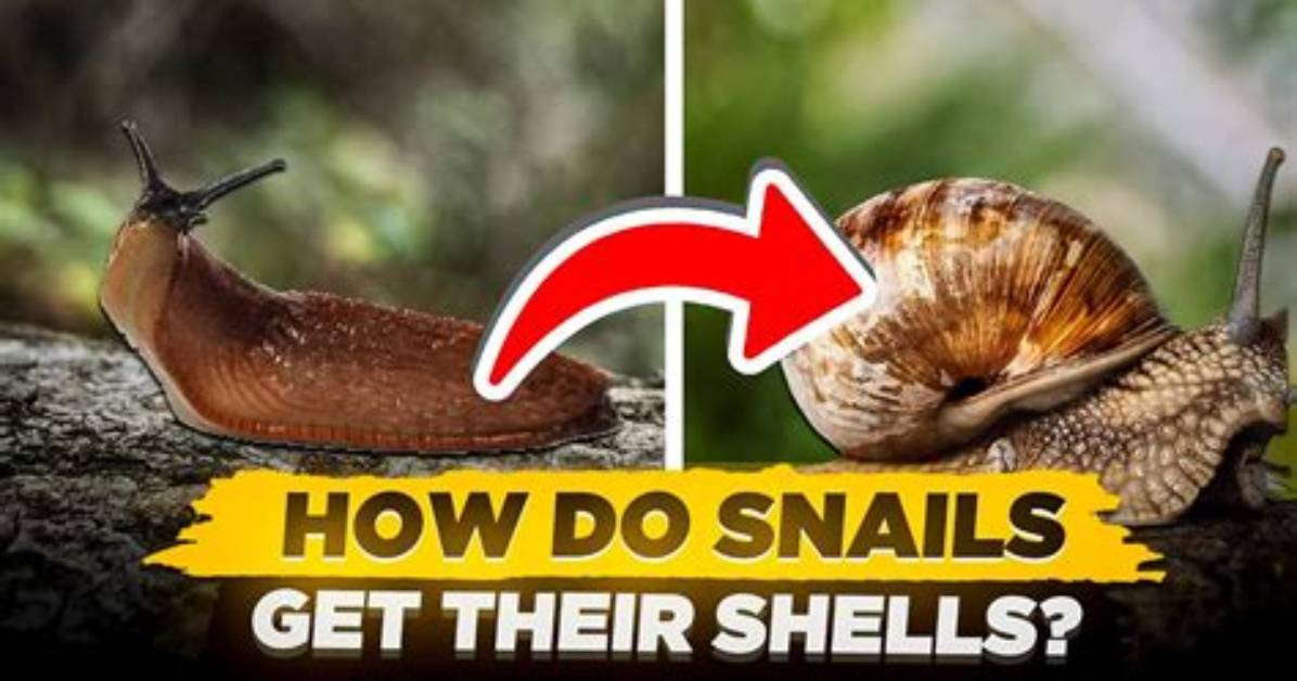 Can Snails Cross Copper