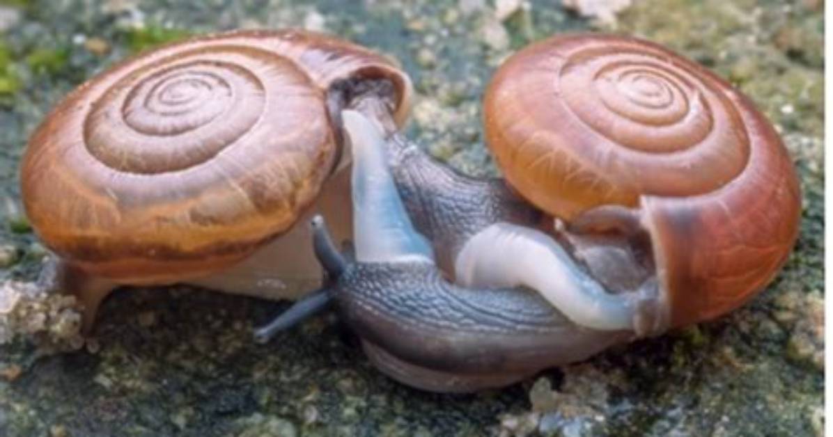 Can Snails Mate with Themselves?
