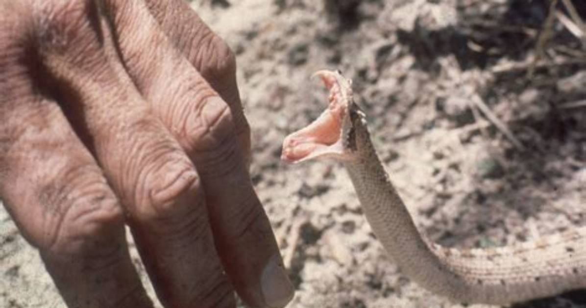 Can Snake Bite Kill?
