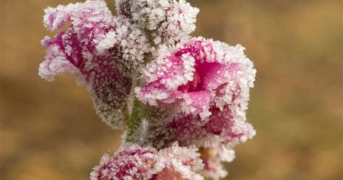 Can Snapdragons Survive Winter
