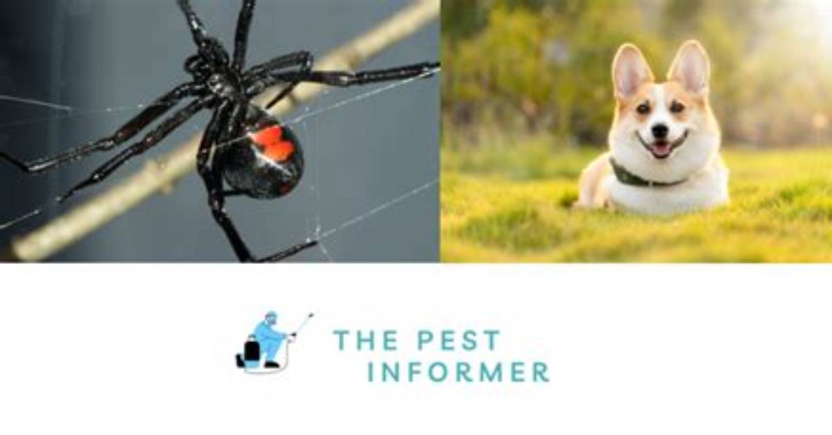 Can Spider Bites Kill Dogs