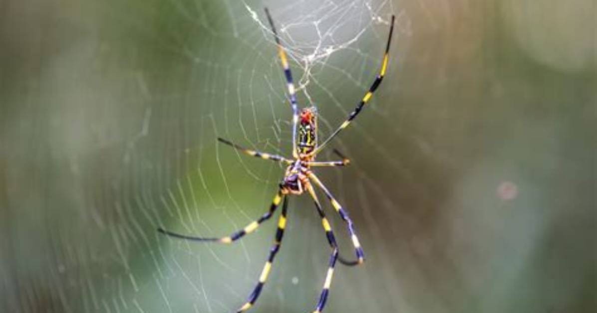 Can Spiders Get Bored?