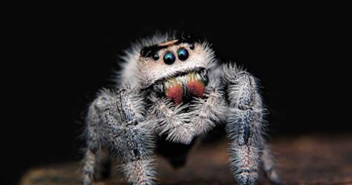 Can Spiders Live Without Oxygen?