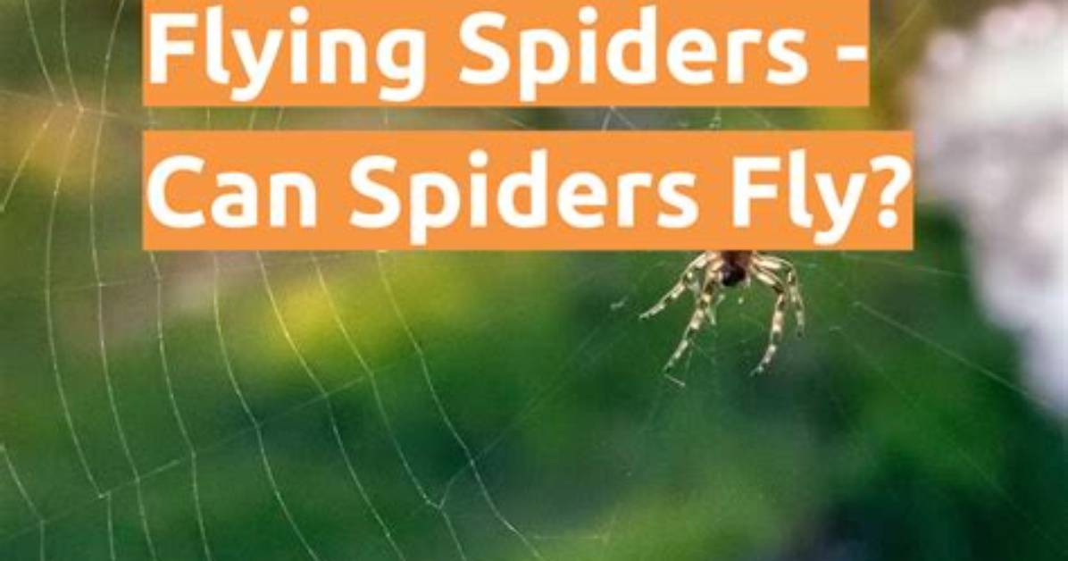 Can Spiders Throw Web
