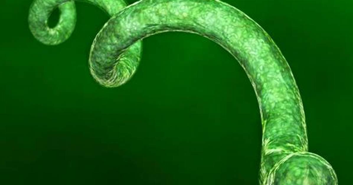 Can Spirillum Be Singular?