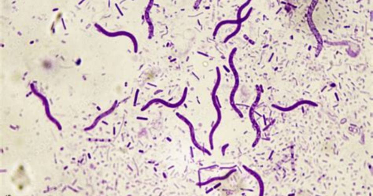 Can Spirochetes Be Killed?
