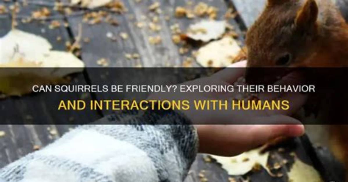 Can Squirrels Be Friendly?