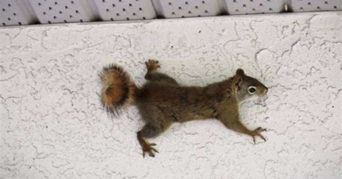 Can Squirrels Damage Roofs?