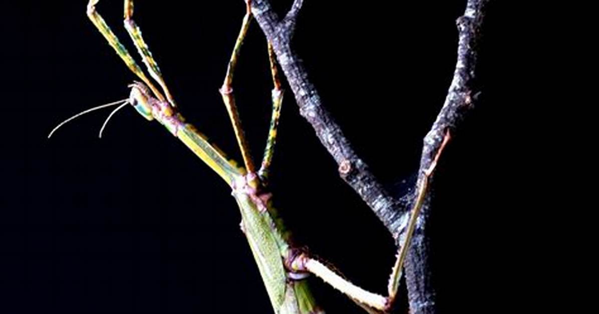 Can Stick Insects Fly?