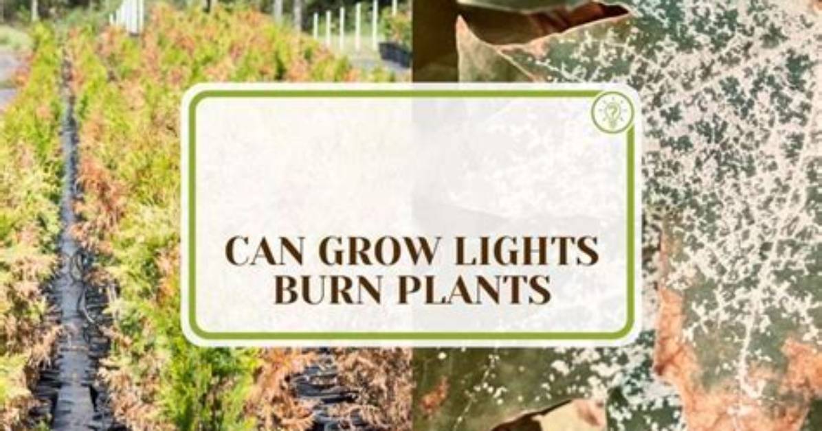 Can Superthrive Burn Plants