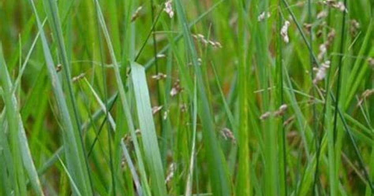 Can Sweetgrass Grow Inside