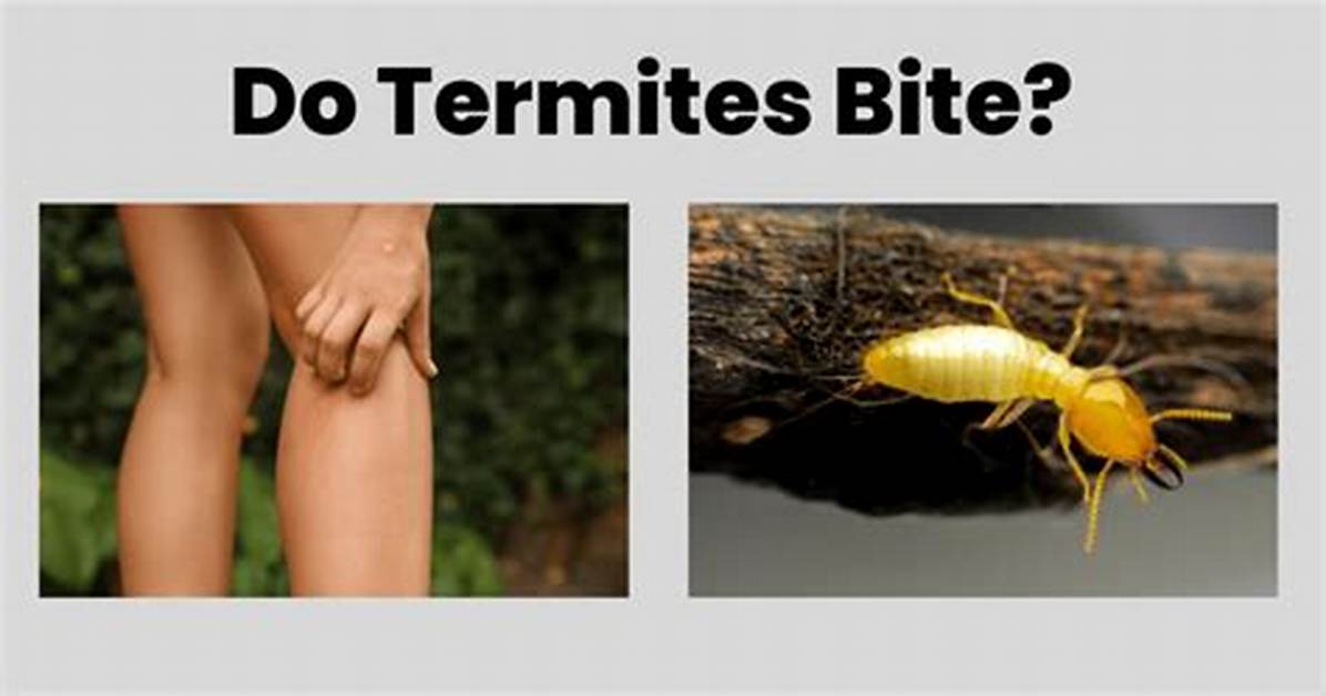 Can Termites Bite Humans?