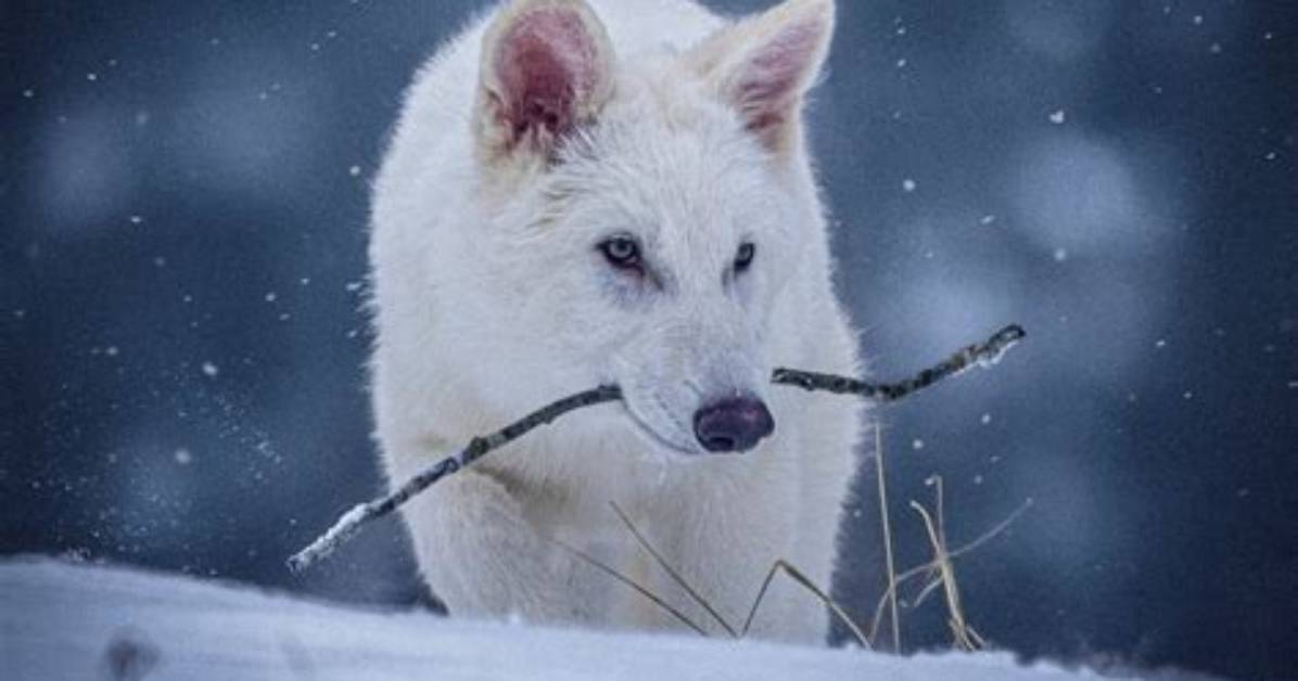 Can the Dire Wolf Be Brought Back?