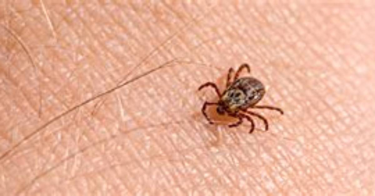 Can Ticks Live in Your House?