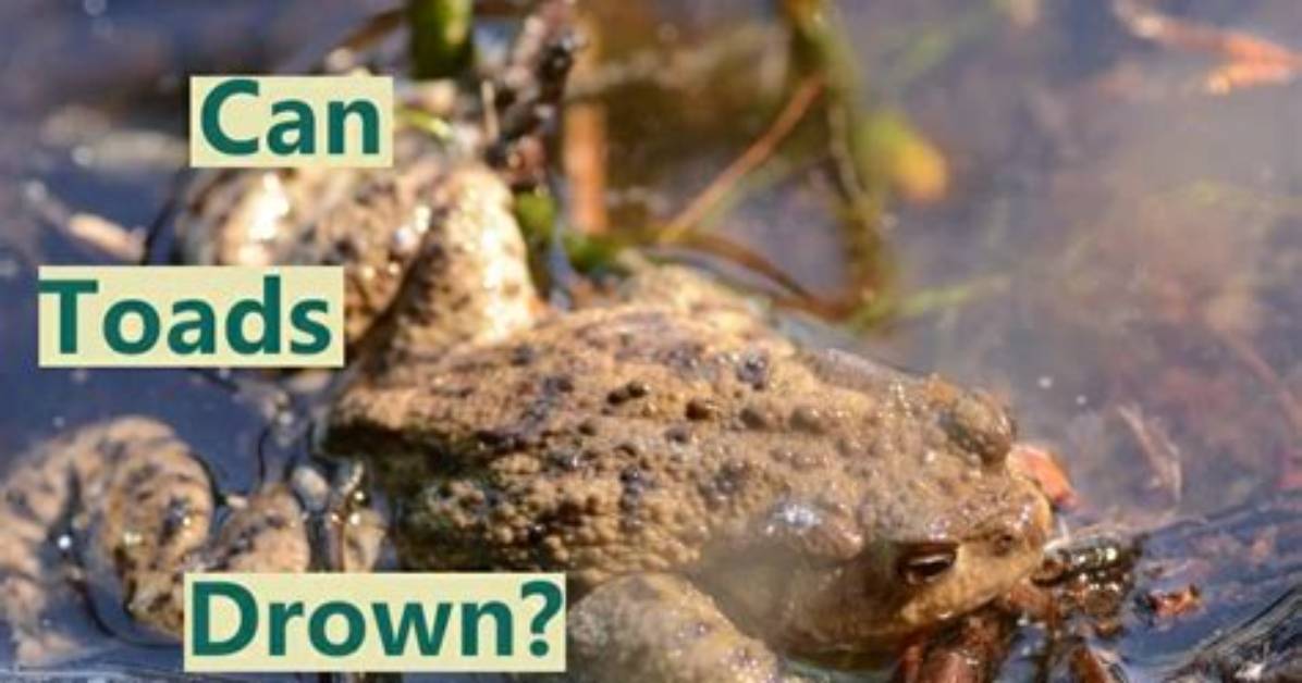 Can Toads Drown?