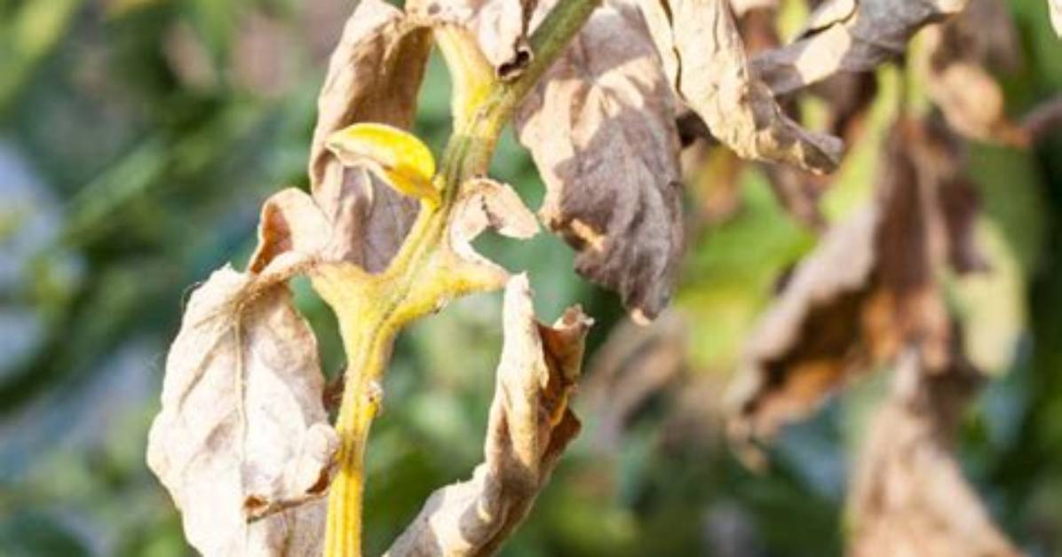 Can Tomato Blight Be Cured