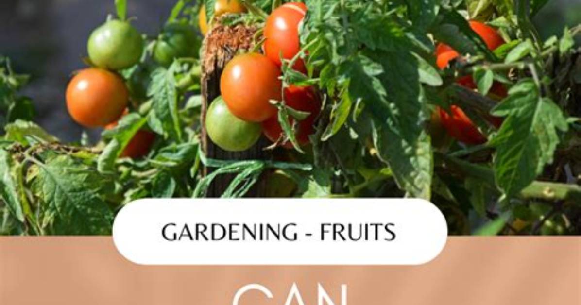 Can Tomatoes Grow in Indirect Sunlight