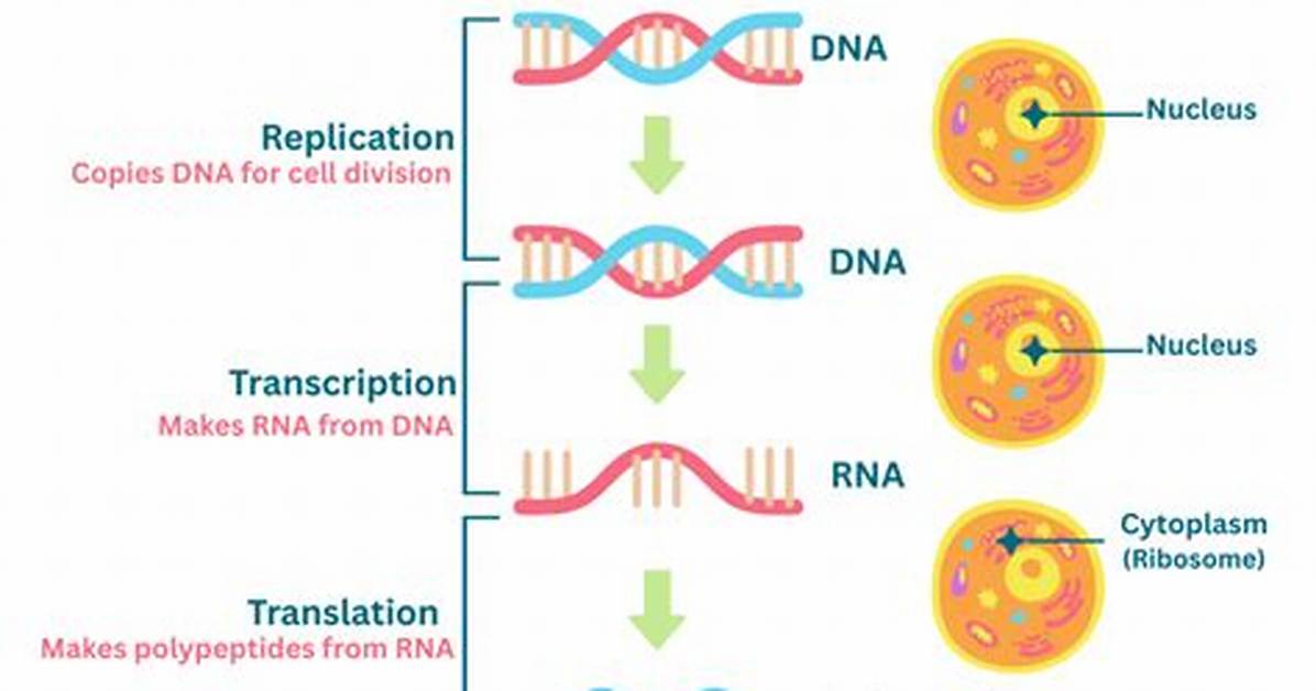 Can Transcription and Replication Occur Simultaneously
