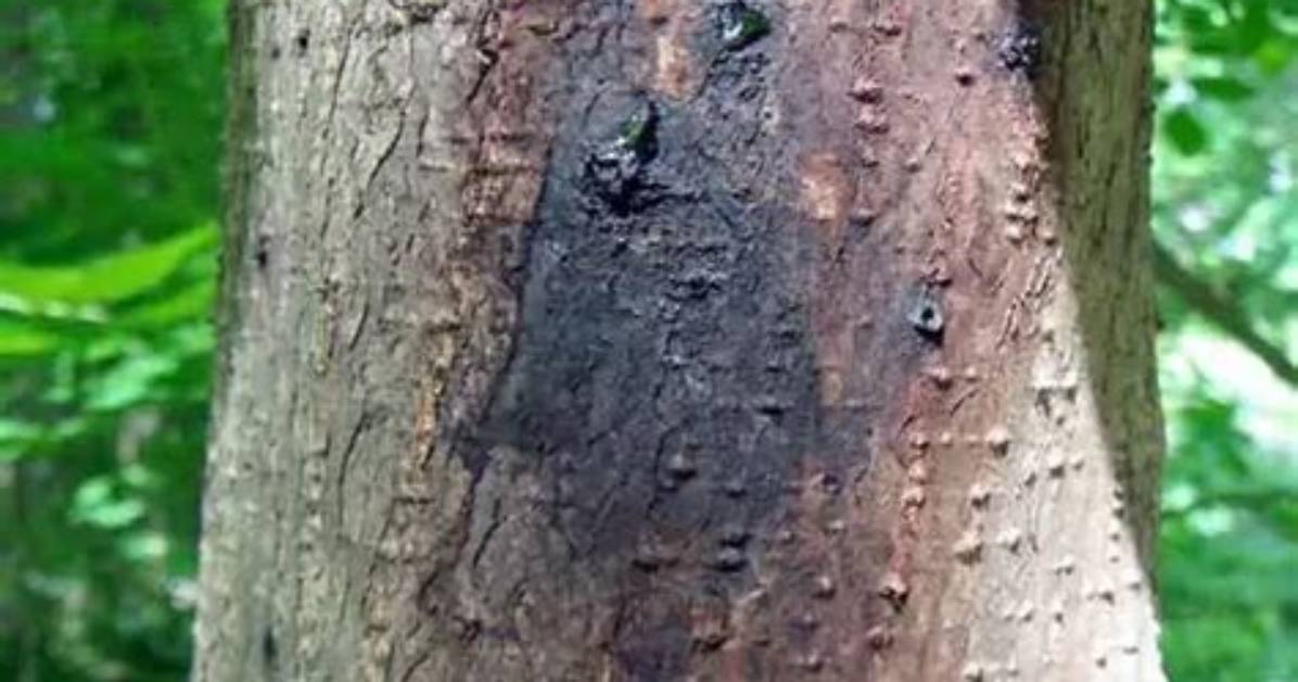 Can Tree Canker Be Cured