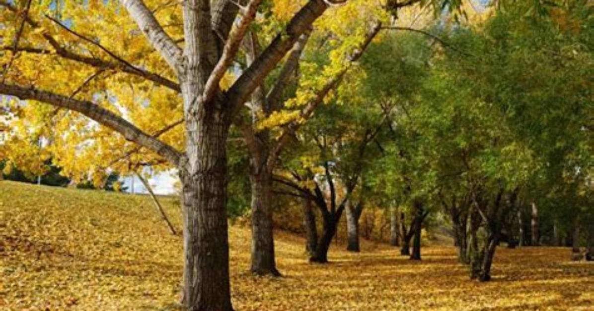 Can Trees See Us?