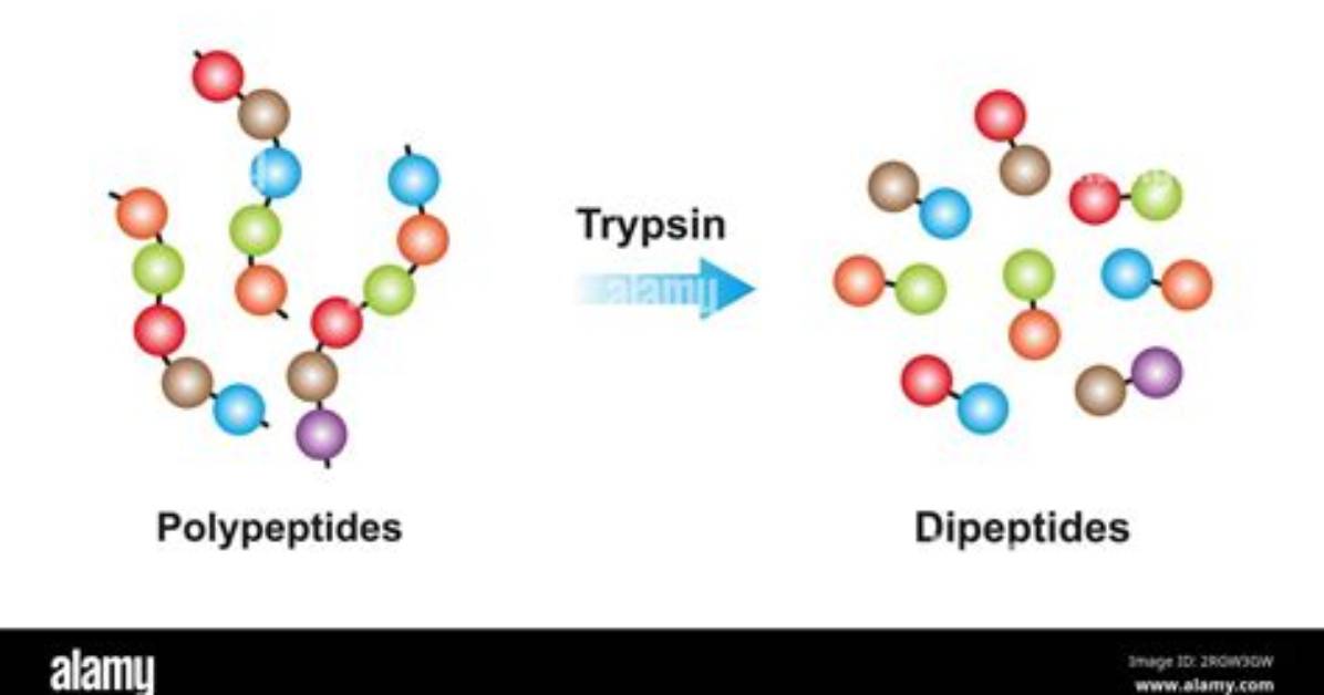Can Trypsin Be Contaminated?