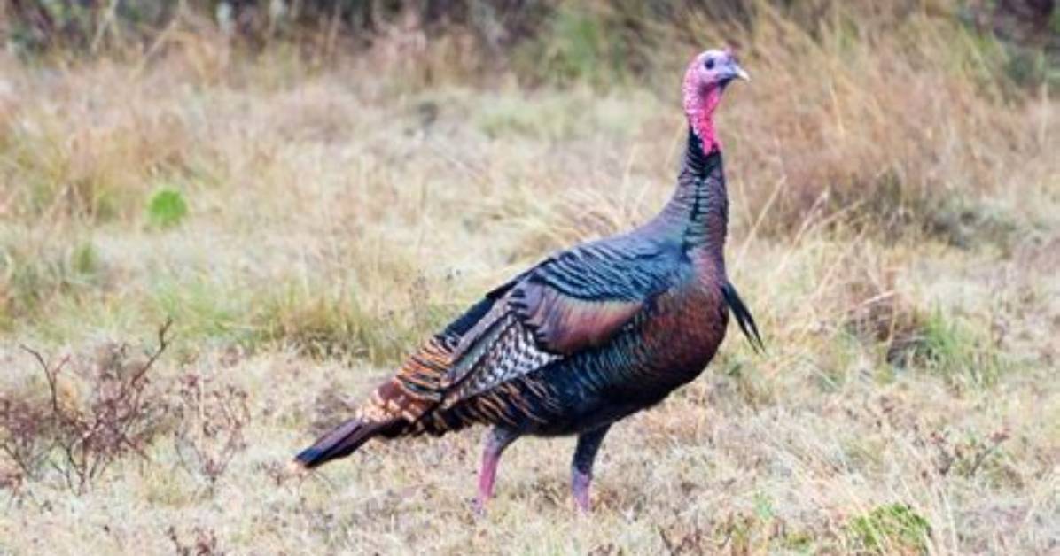 Can Turkeys Glide