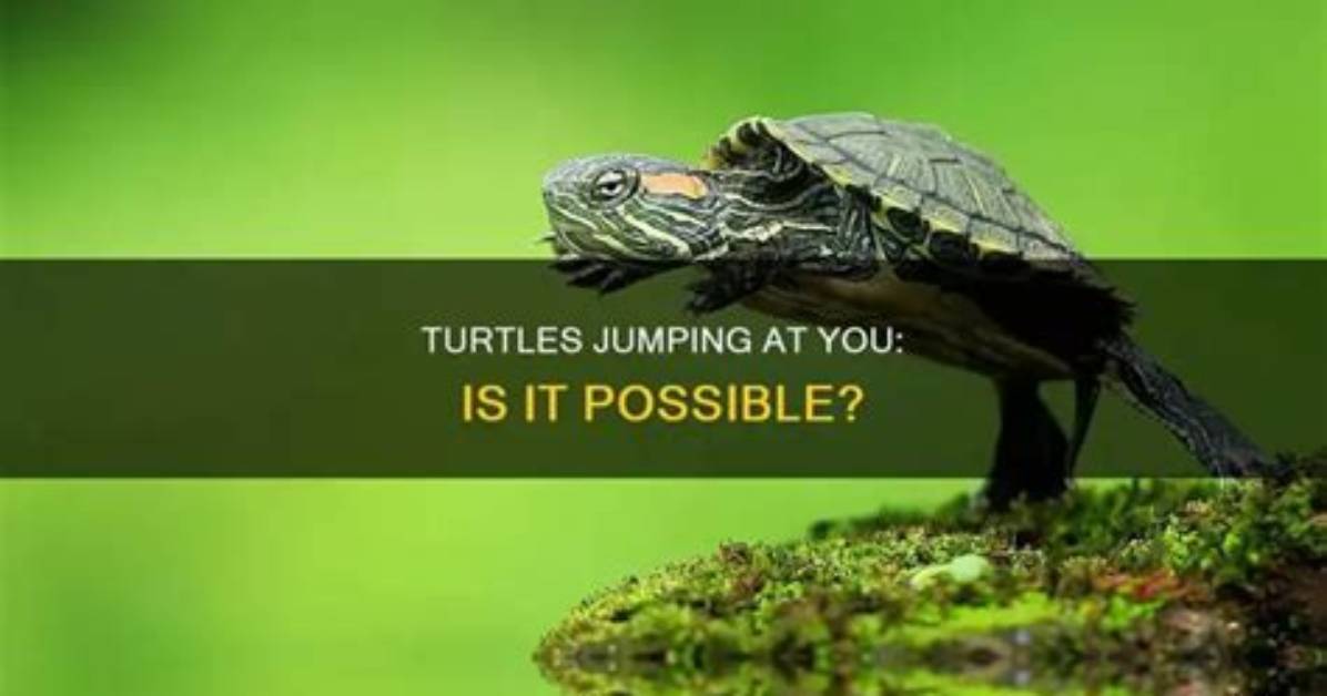 Can Turtles Jump