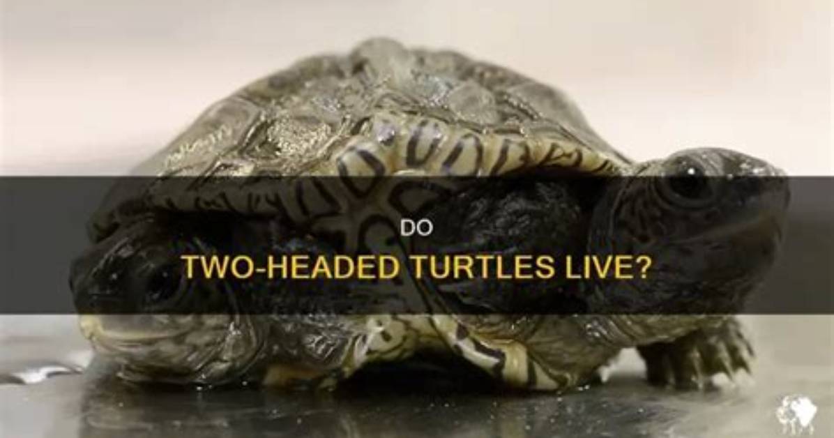 Can Two Headed Turtles Survive?