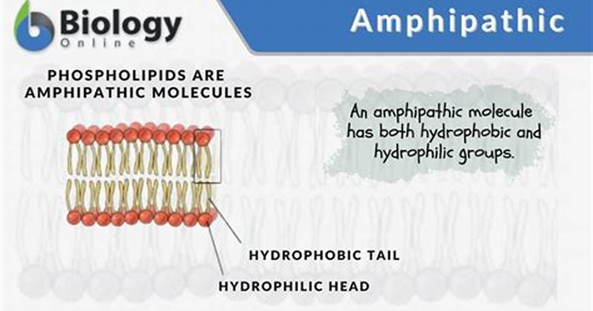 Can Uncharged Compounds Be Amphipathic?