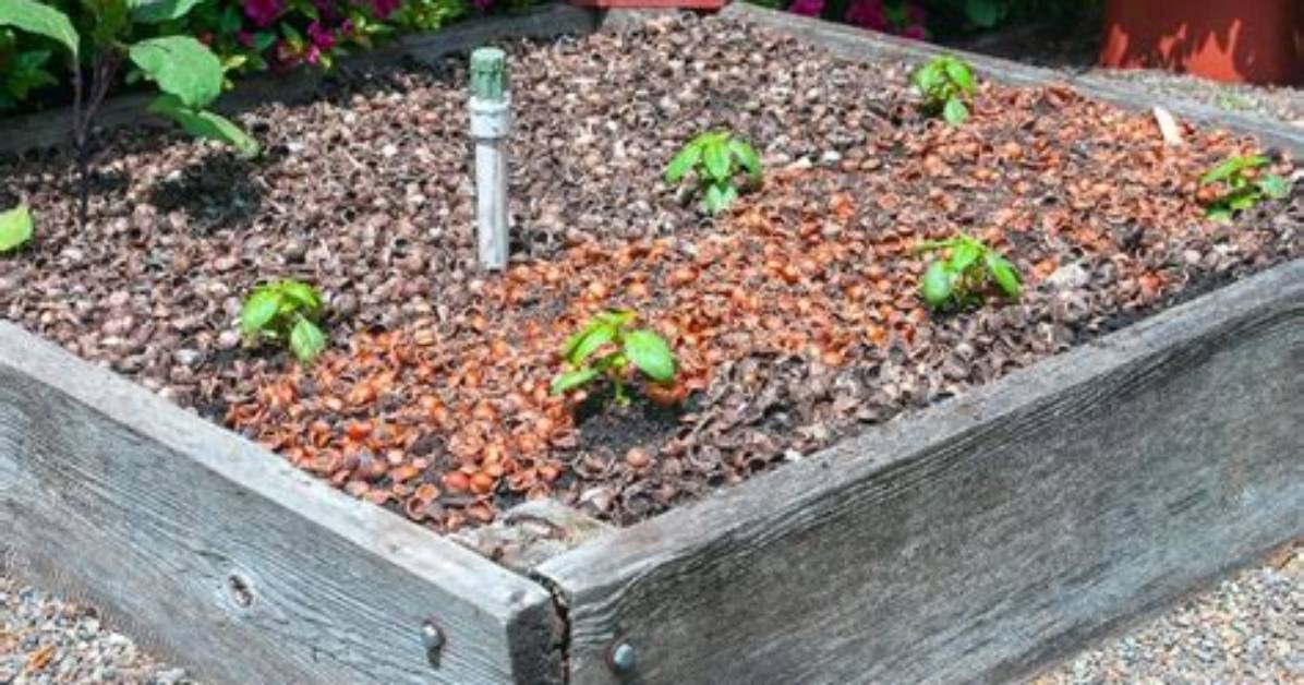 Can Walnut Shells Be Used as Mulch?