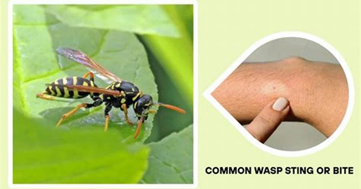 Can Wasps Sting Twice?