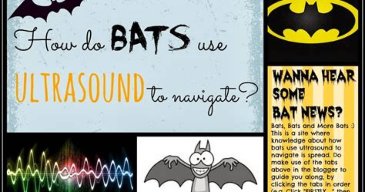 Can We Hear Bats