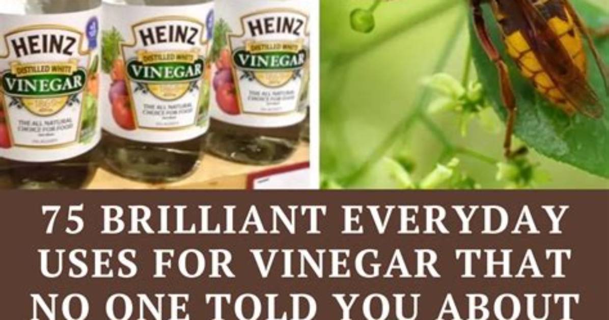 Can White Vinegar Kill Bugs