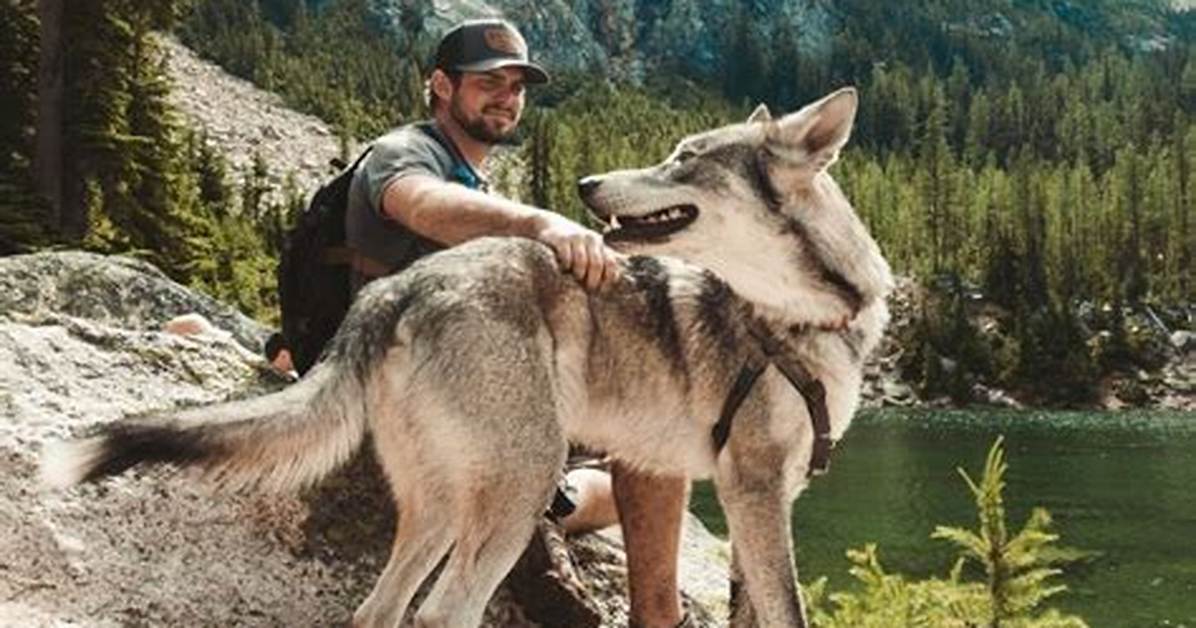 Can Wolves Be Pets?