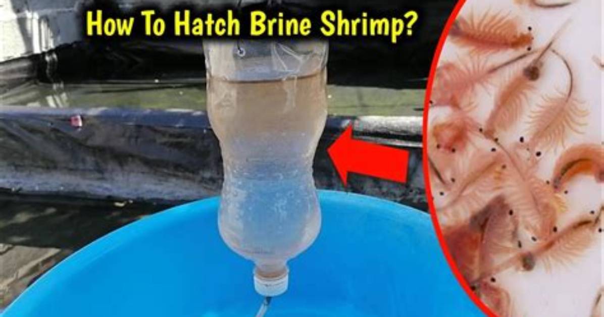 Can You Breed Brine Shrimp?