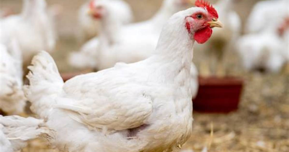 Can You Buy Chicks All Year