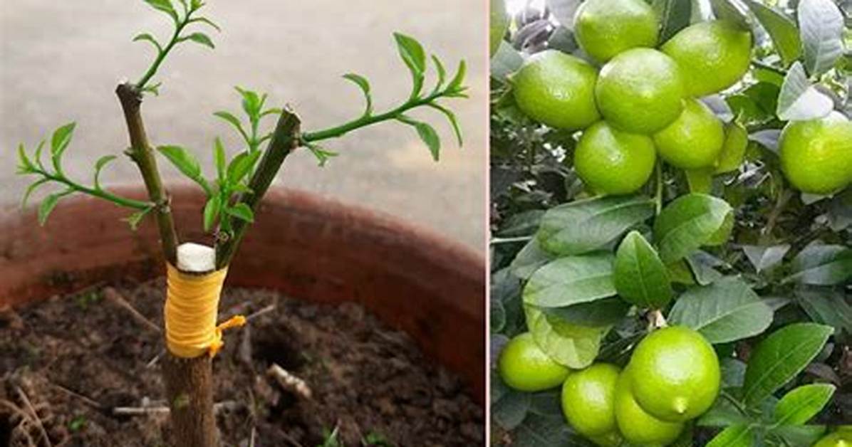 Can You Clone Citrus Trees