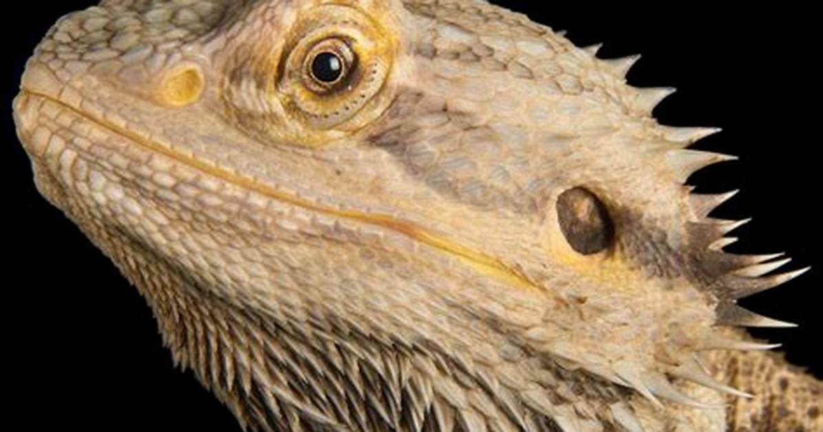 Can You Cohab Bearded Dragons?