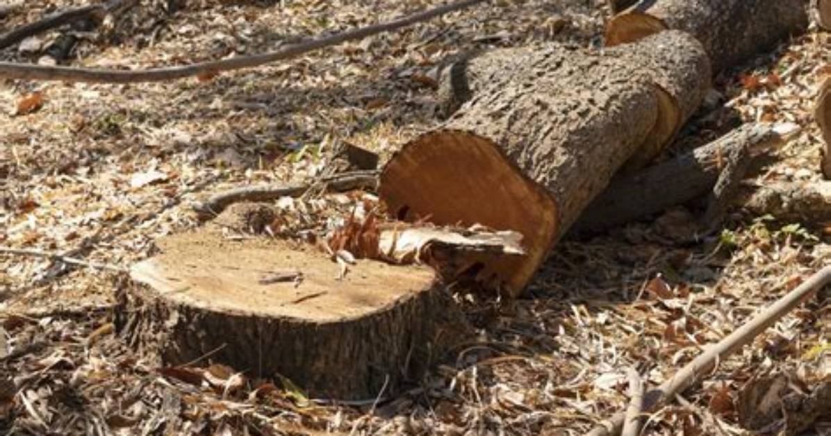 Can You Cut Down Gum Trees?