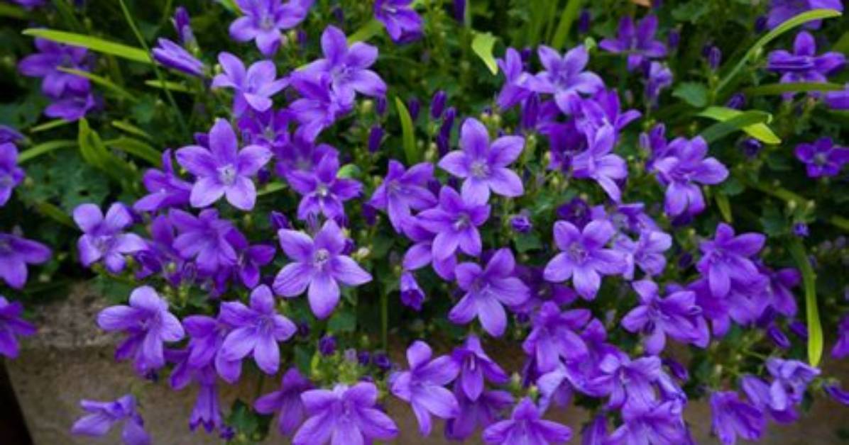 Can You Divide Campanula