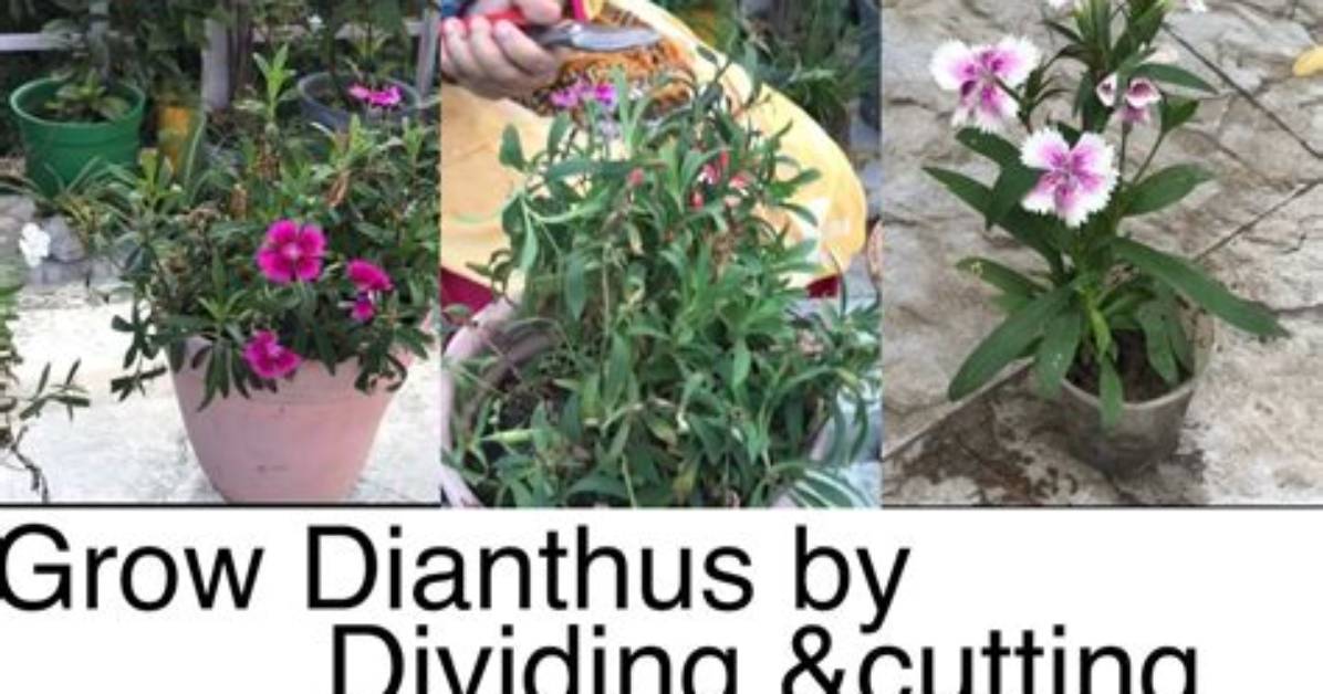 Can You Divide Dianthus