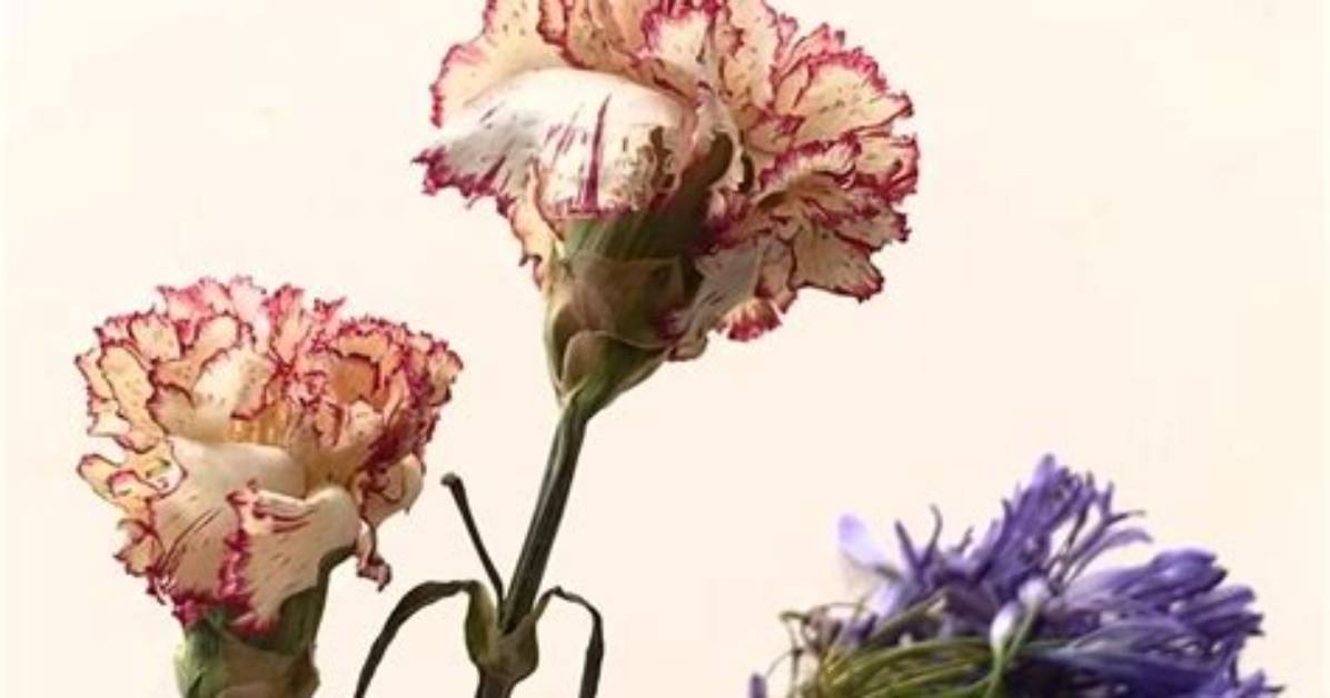 Can You Dry Carnations?