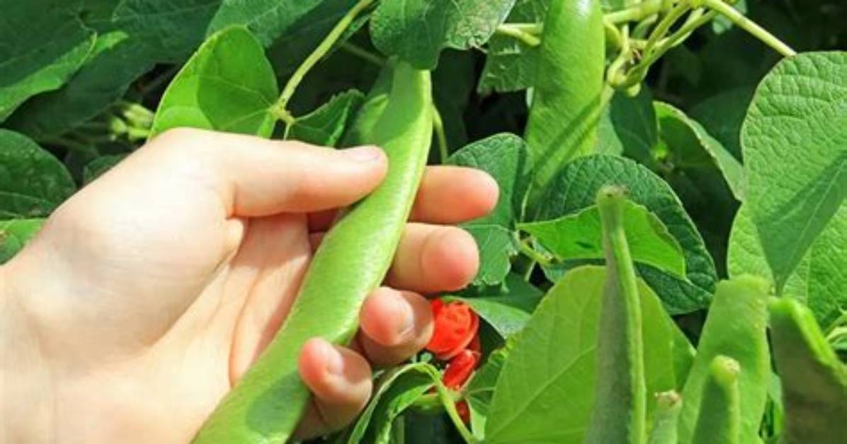 Can You Dry Runner Beans?