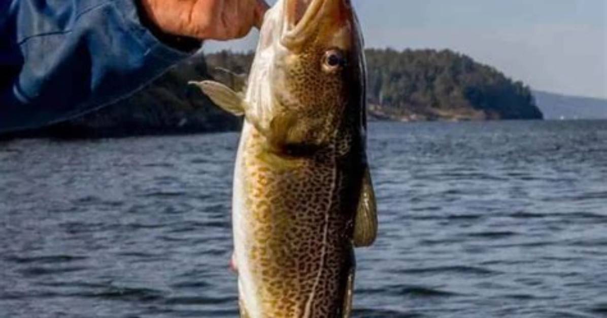 Can You Eat Cod Raw