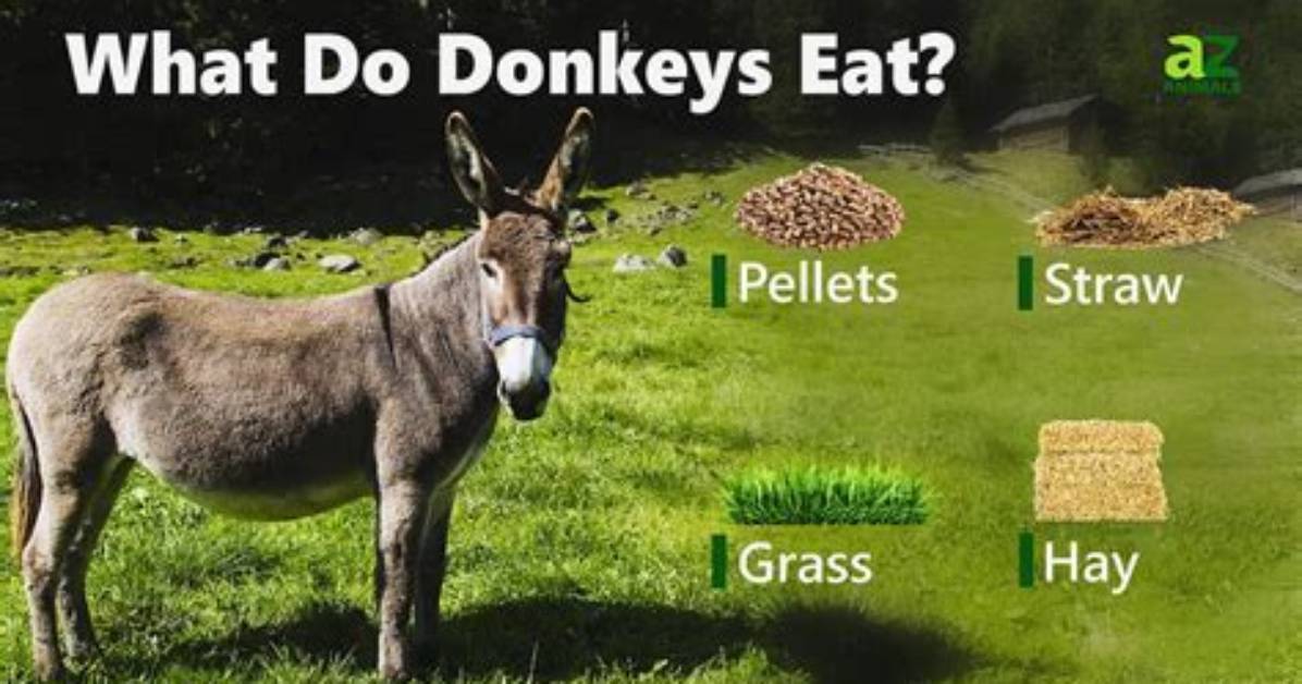 Can You Eat Donkey?