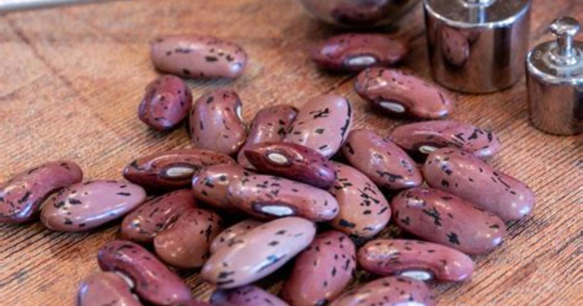 Can You Eat Dried Runner Bean Seeds