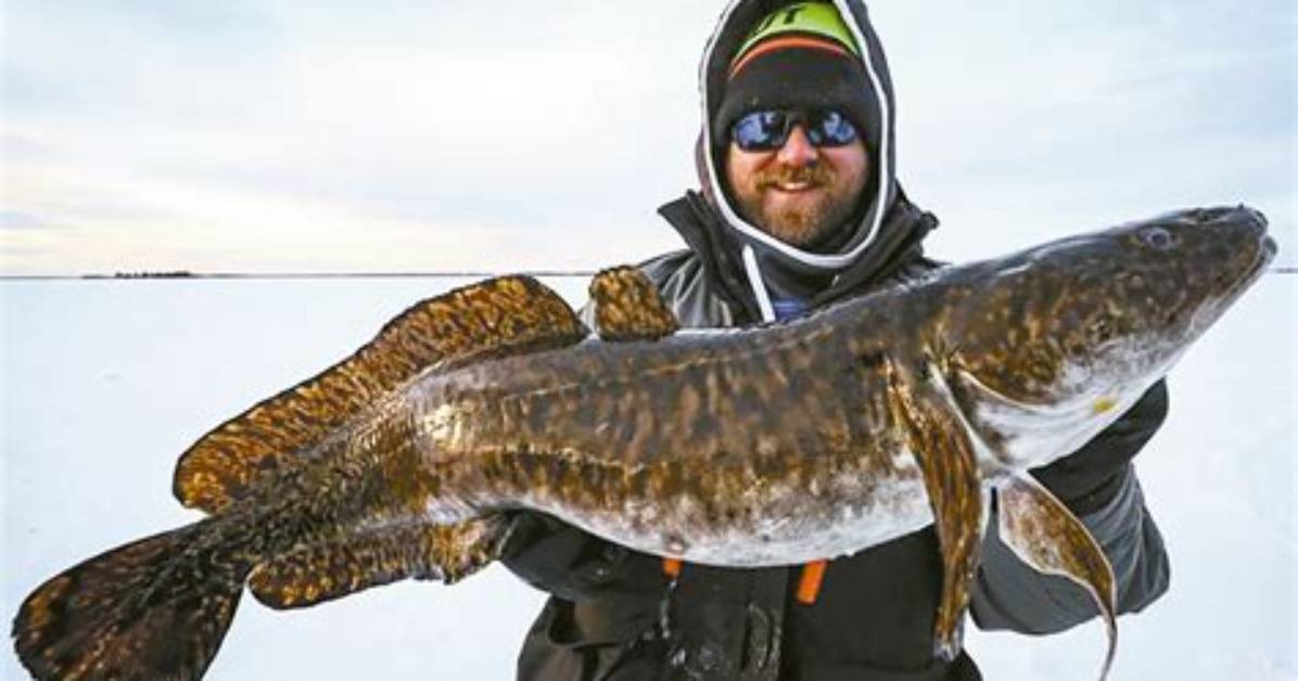 Can You Eat Eelpout?