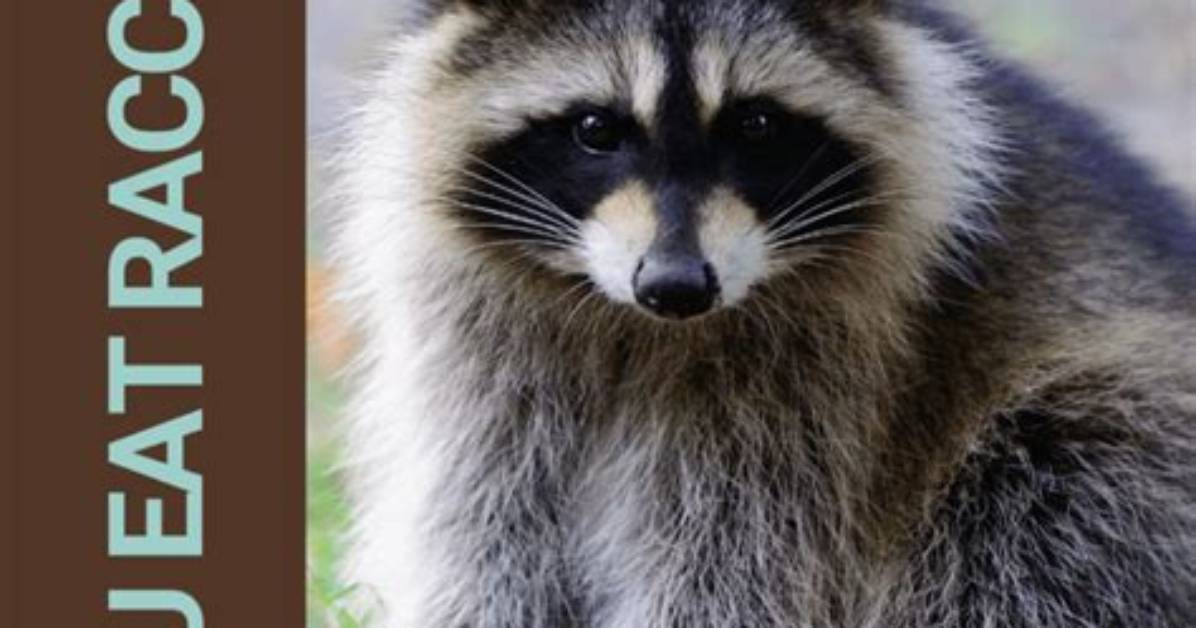 Can You Eat Raccoon - How to Discuss