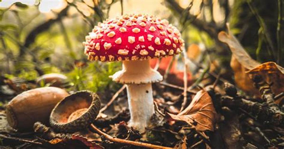 Can You Eat Toadstool